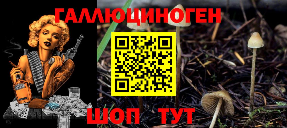 Псилоцибиновые грибы Psilocybe  Вход с VPN  Санкт-Петербург 